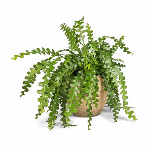 Epiphyllum anguliger - Fishbone Cactus & Emmy Plant Pot - Camel