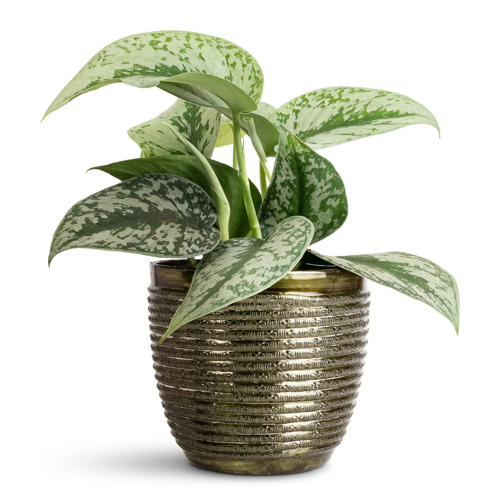 Epipremnum Trebie Satin Pothos - 12x15cm In Elise Metal Pot Green - 15x12cm