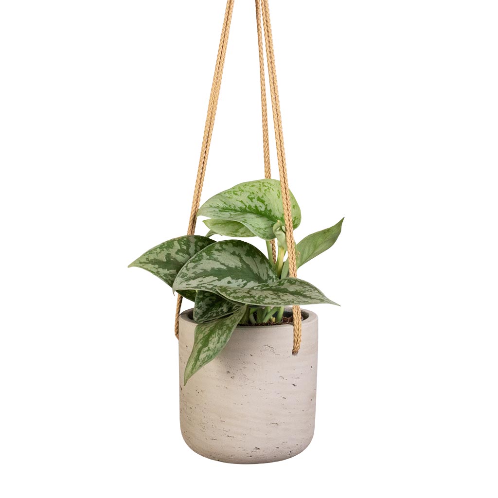 satin pothos trebie Epipremnum Trebie - Satin Pothos Trebie Hanging Plant | Hortology