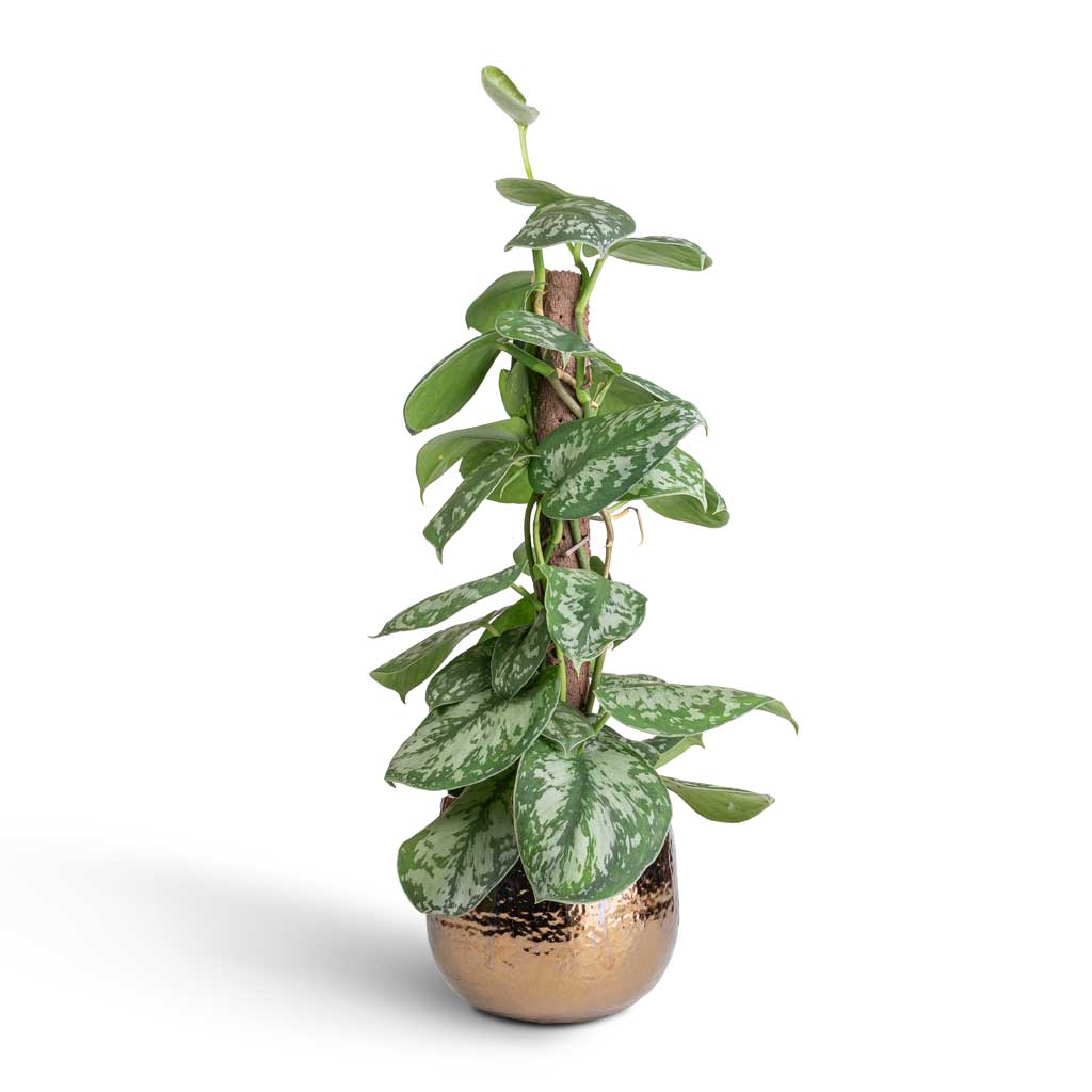 Epipremnum Trebie - Satin Pothos Trebie - Moss Pole &amp; Yvette Plant Pot - Gold