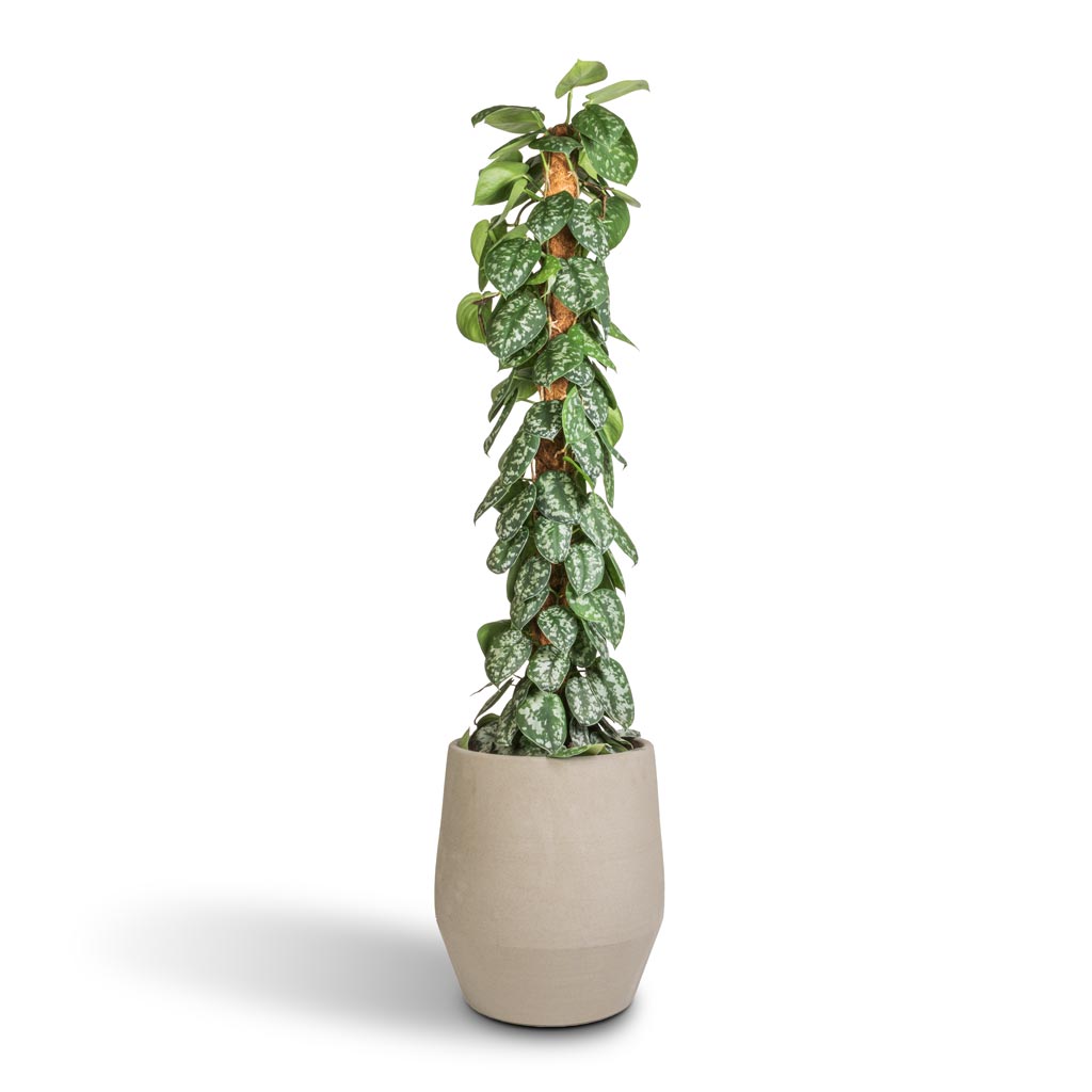 Epipremnum Trebie - Satin Pothos Trebie - Moss Pole &amp; Humus Plant Pot - Concrete