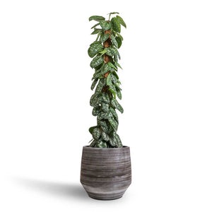Epipremnum Trebie - Satin Pothos Trebie - Moss Pole & Norell Plant Pot - Latte Brown