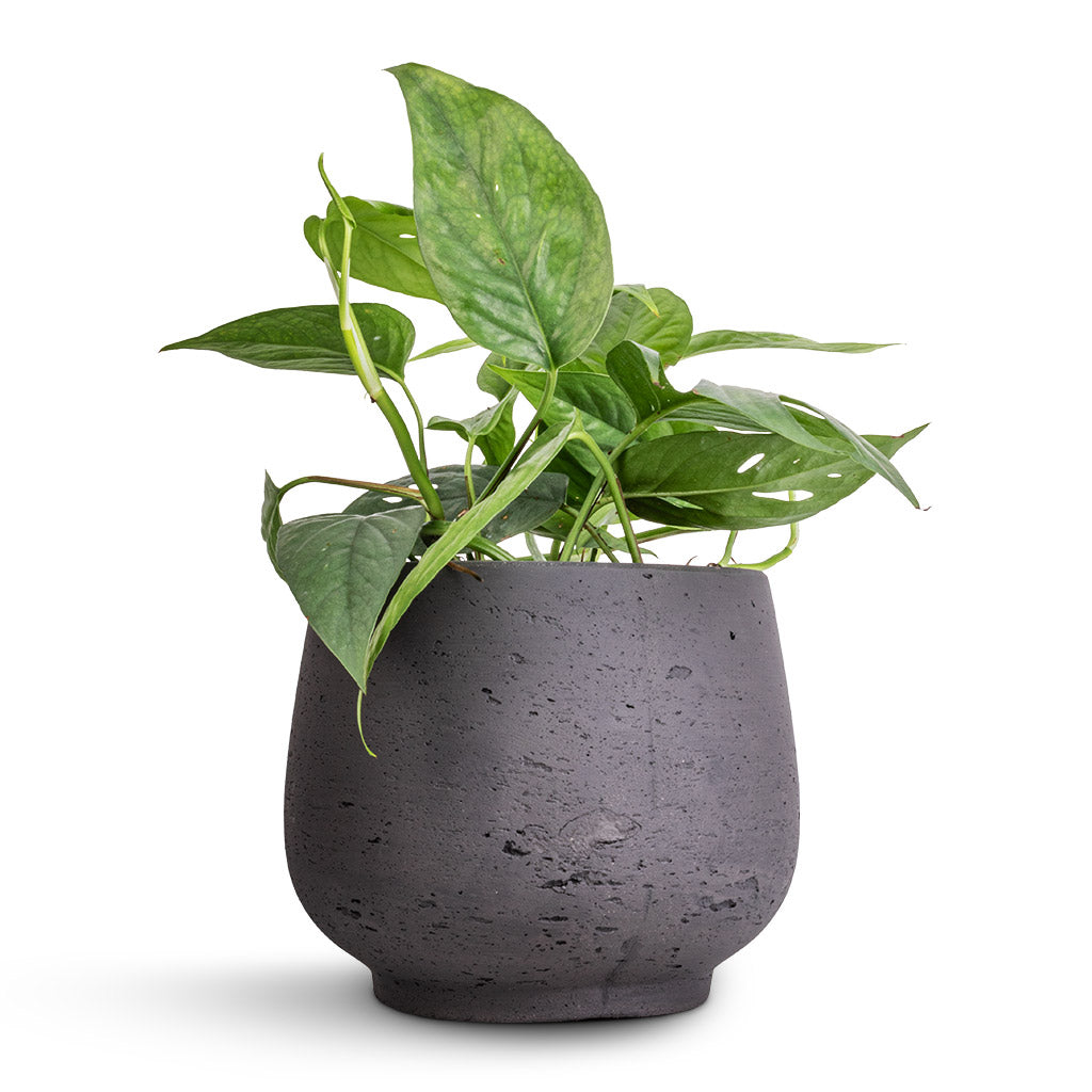 Epipremnum aureum - Cebu Blue Pothos & Mini Pixie Plant Pot - Black Washed