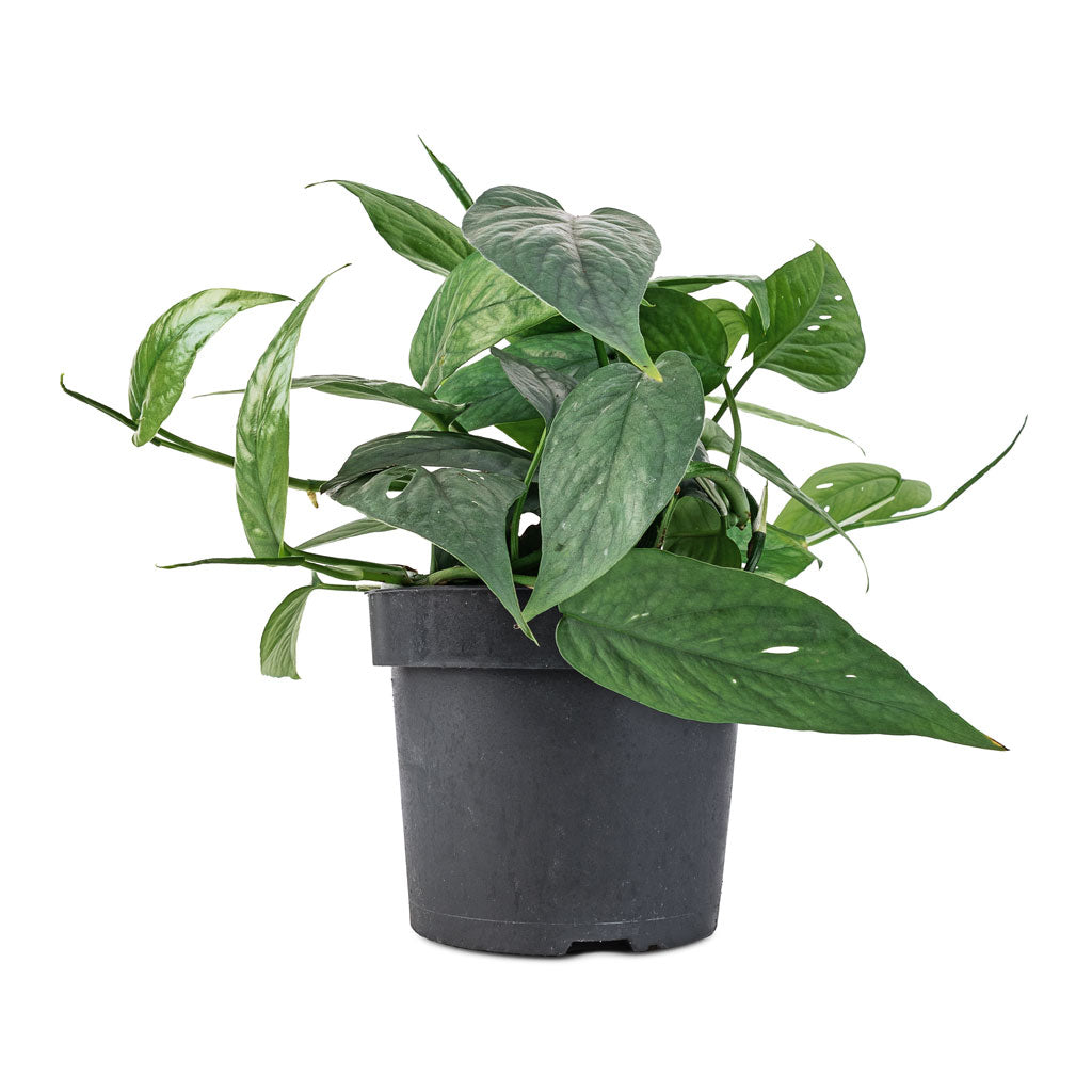 Cebu Blue Pothos