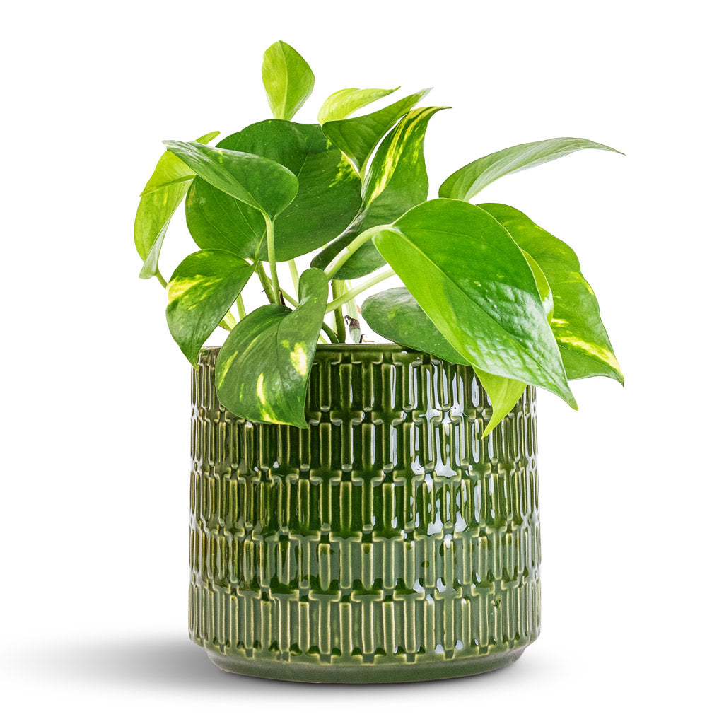 Epipremnum aureum - Golden Pothos & Flor Plant Pot - Green