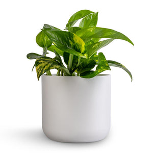 Epipremnum aureum - Golden Pothos & Lisbon Plant Pot - White