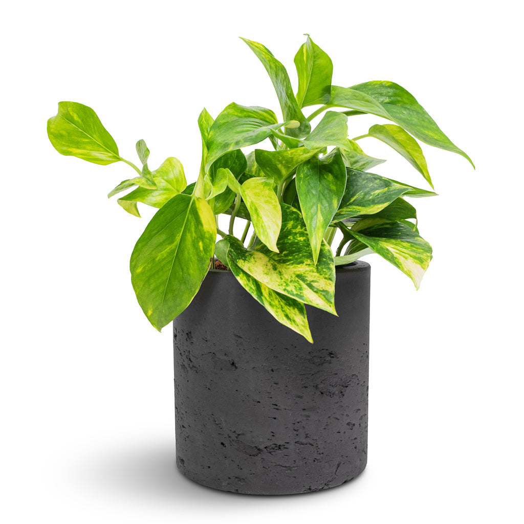 black pothos leaves Epipremnum aureum - Golden Pothos Hanging Plants | Hortology