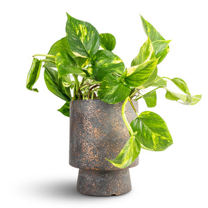 Epipremnum aureum - Golden Pothos & Aily Plant Pot - Earth Cement