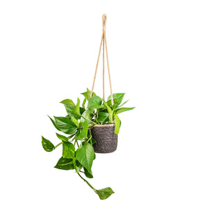 Epipremnum aureum - Golden Pothos & Igmar Hanging Plant Basket - Grey