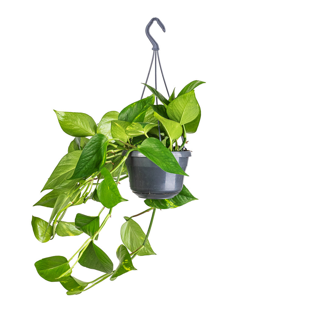 Epipremnum aureum - Golden Pothos - 15 x 60cm
