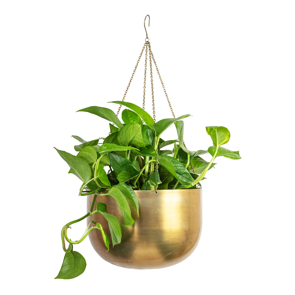 Epipremnum aureum - Golden Pothos & Mayfair Hanging Plant Pot - Antique Brass
