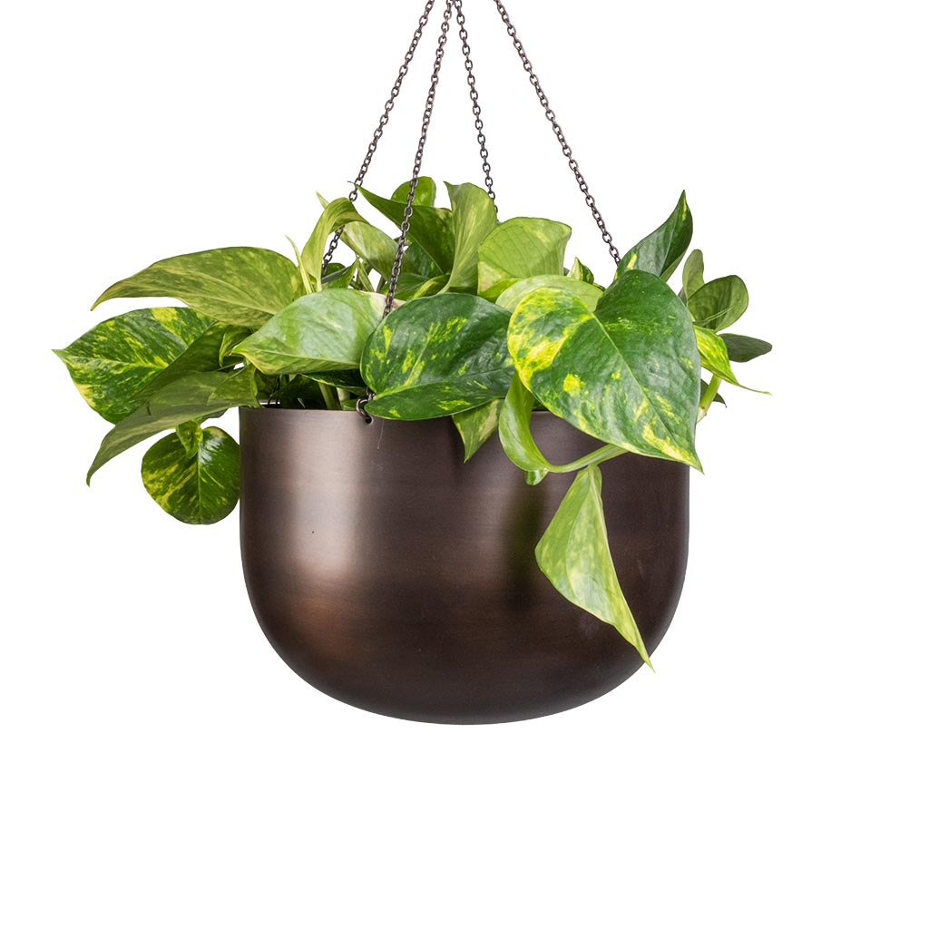 Epipremnum aureum - Golden Pothos & Mayfair Hanging Plant Pot - Mocha