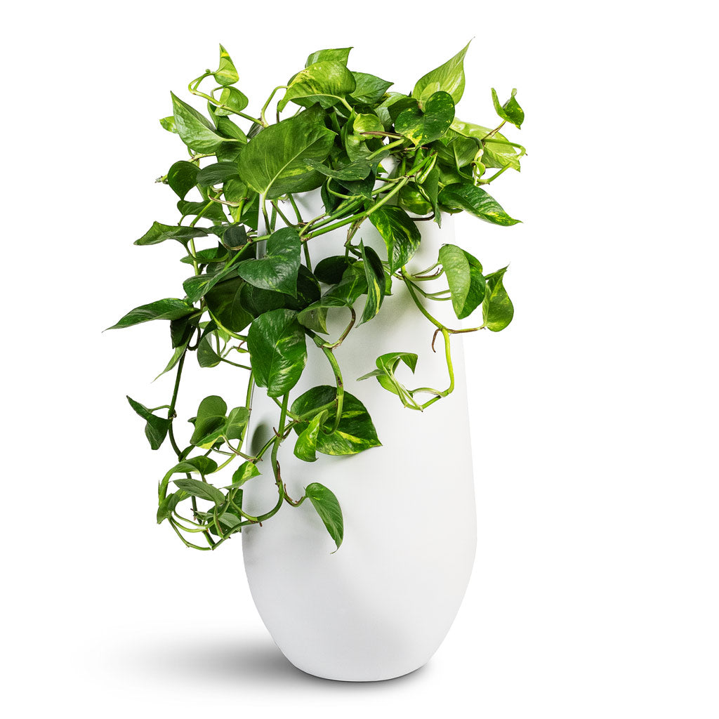 Epipremnum aureum Golden Pothos - 20x40cm &amp; Nax Essentials Tall Planter Matt White - 35x70cm