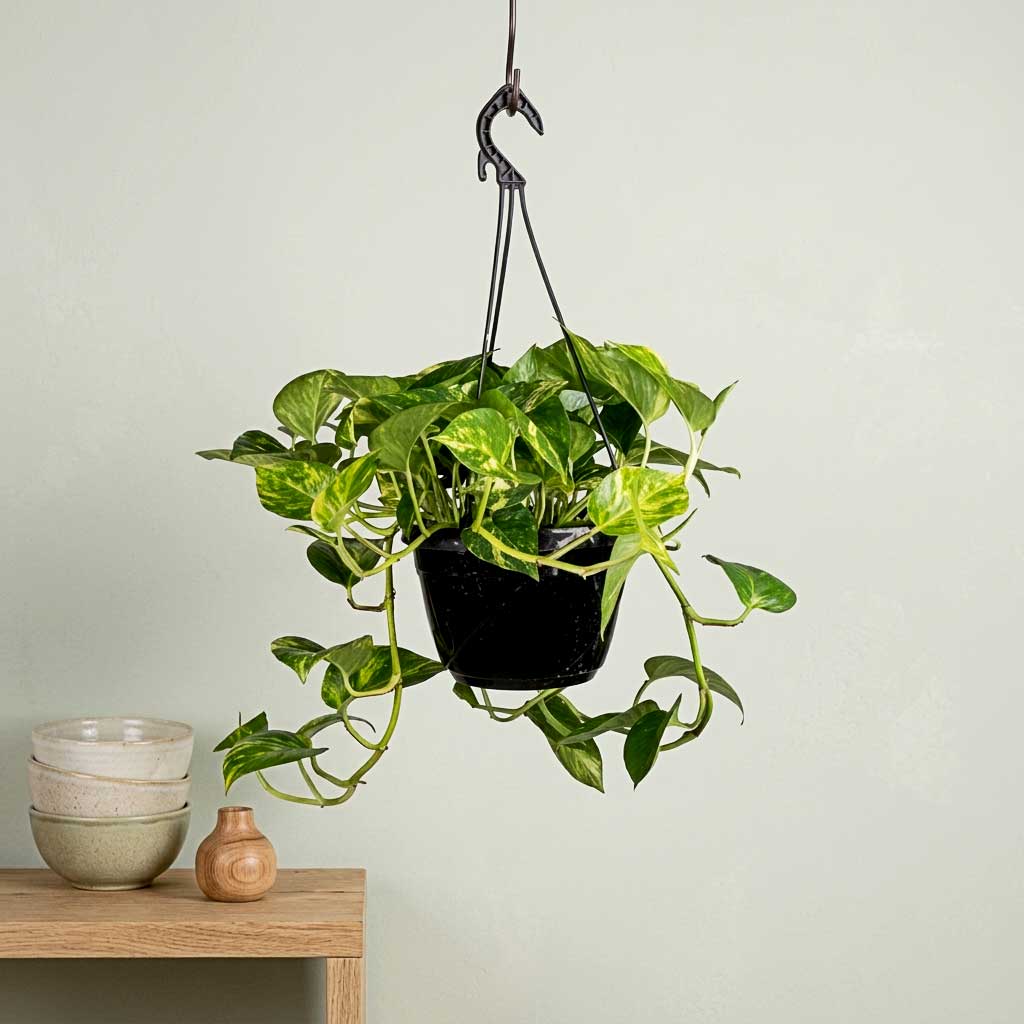 Epipremnum aureum - Golden Pothos - 20 x 40cm
