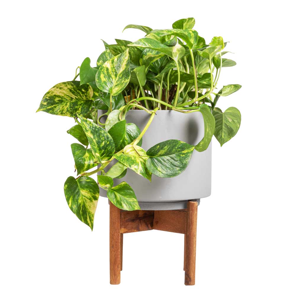 Epipremnum aureum - Golden Pothos & Vigo Plant Pot with Wooden Stand - Concrete Grey