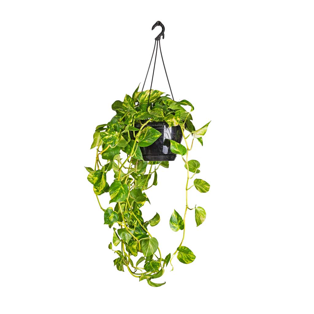 Epipremnum aureum - Golden Pothos Hanging Plants | Hortology - HORTOLOGY