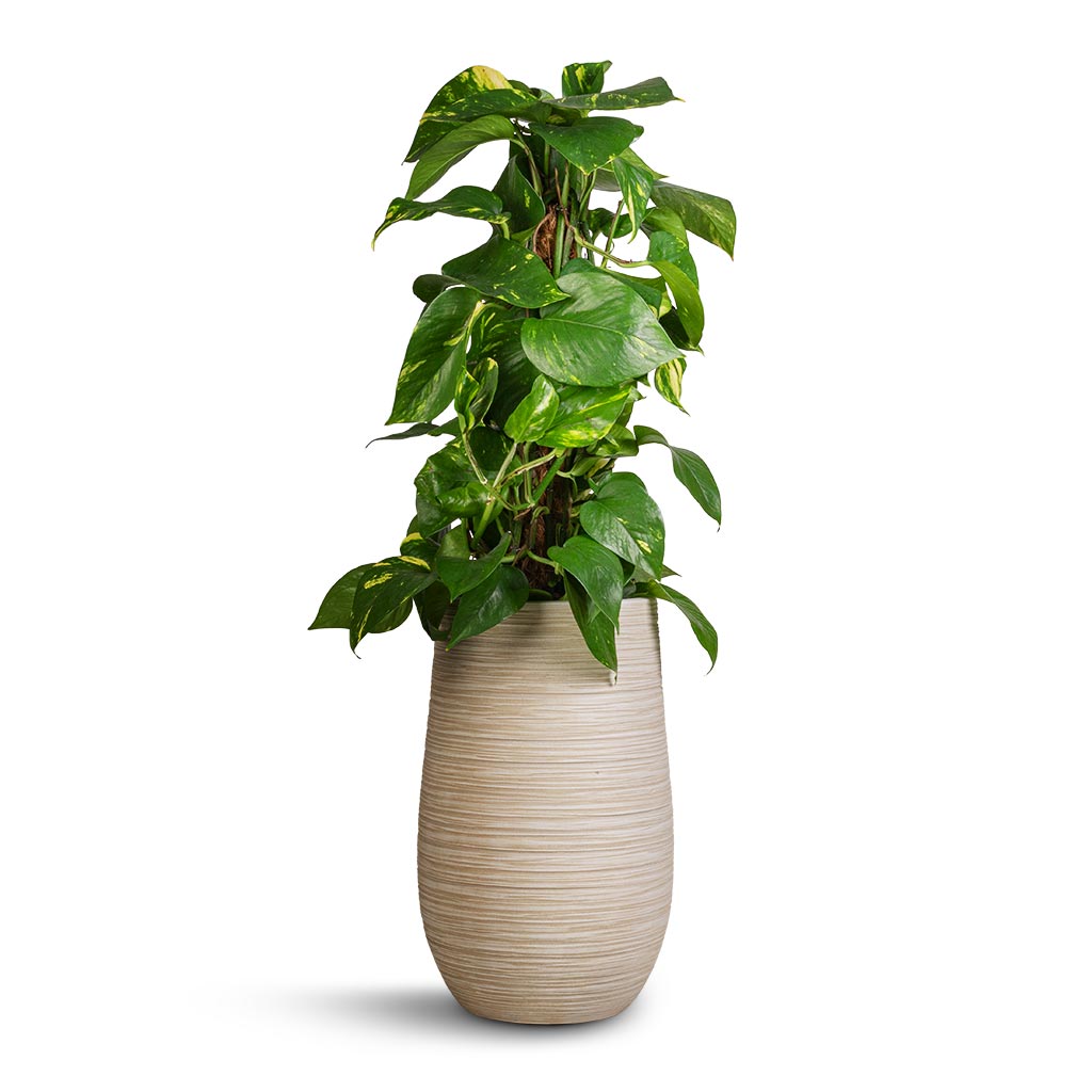 Epipremnum aureum - Golden Pothos - Moss Pole & Dune Partner Planter - Oat