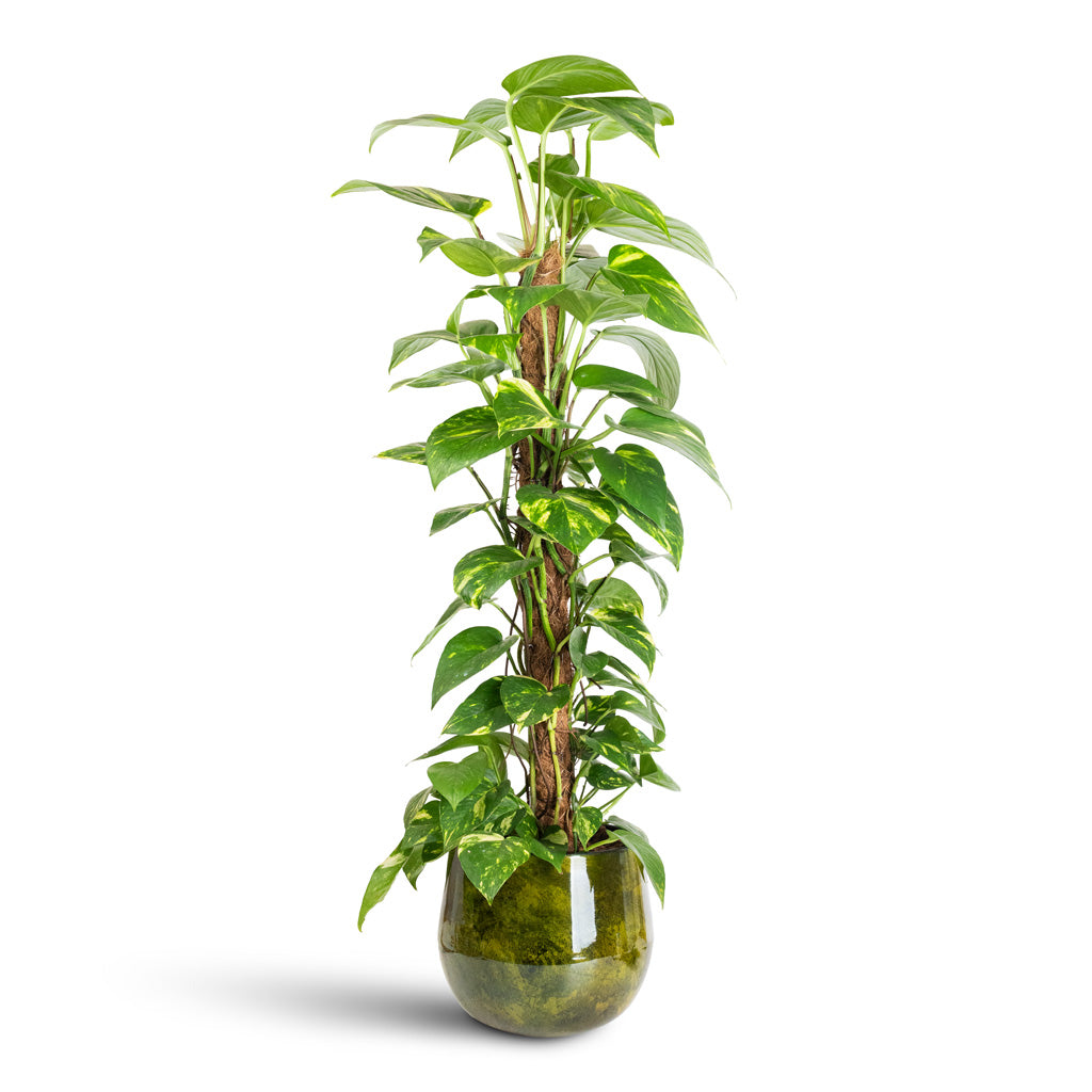 Epipremnum aureum Golden Pothos Moss Pole - 19x90cm In Emmie Metal Pot Mystic Yellow - 23x20cm