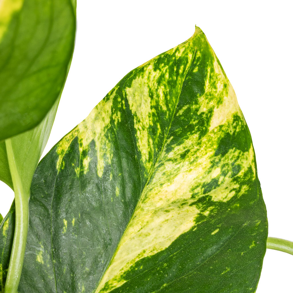 golden pothos origin Epipremnum aureum - Golden Pothos Hanging Plants | Hortology