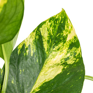 Epipremnum aureum - Golden Pothos Leaf