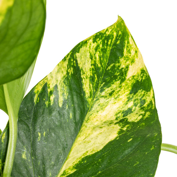 Houseplants Delivered Direct - Quality Assured | Hortology - HORTOLOGY