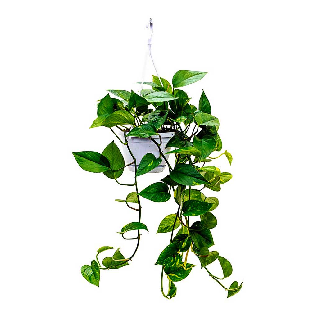 Trailing & Hanging Houseplants