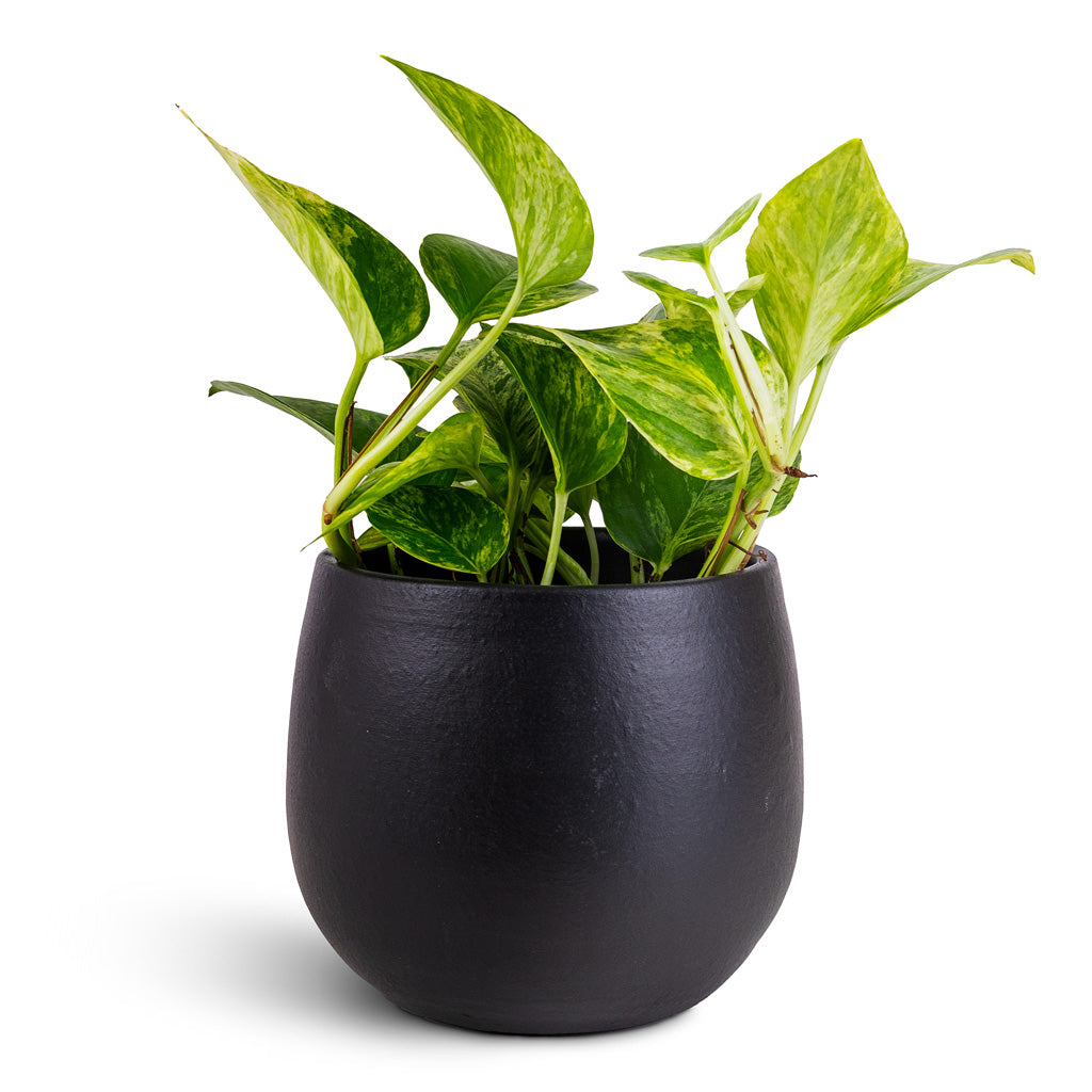 Epipremnum aureum Marble Queen 12x20cm Isabel Pot Black 15x13cm