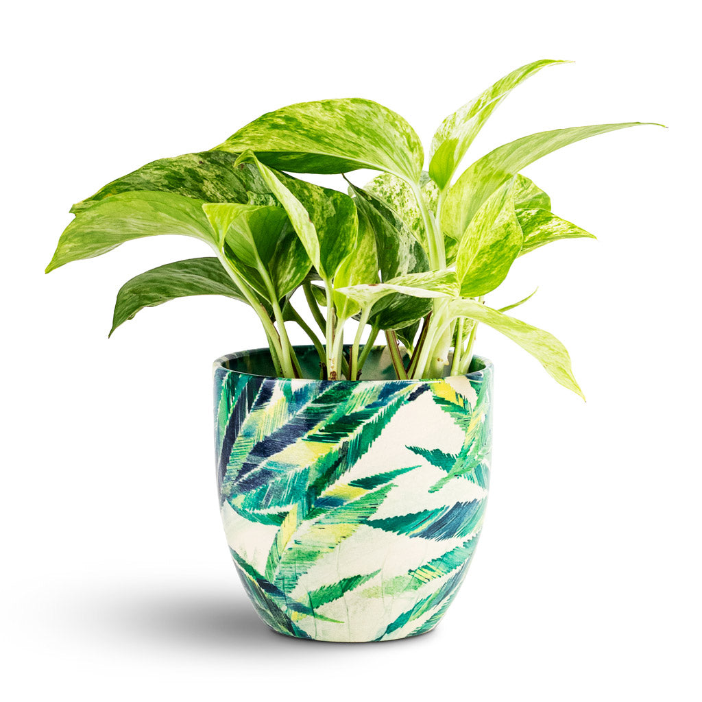 Epipremnum aureum Marble Queen - 12x20cm House Plant In Monza Pot Botanical Fern - 15x15cm