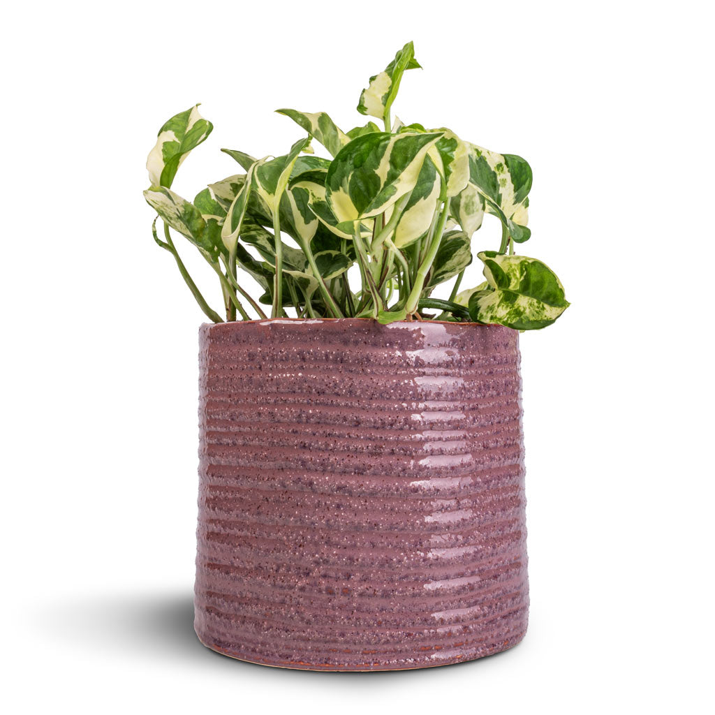 Epipremnum aureum - NJoy Pothos & Hera Plant Pot - Purple
