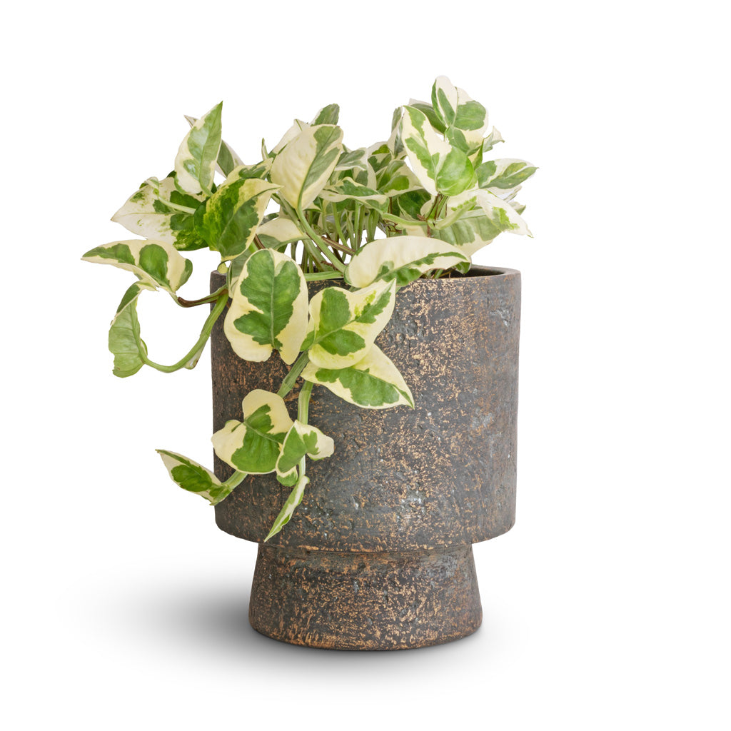 Epipremnum aureum - NJoy Pothos &amp; Aily Plant Pot - Earth Cement