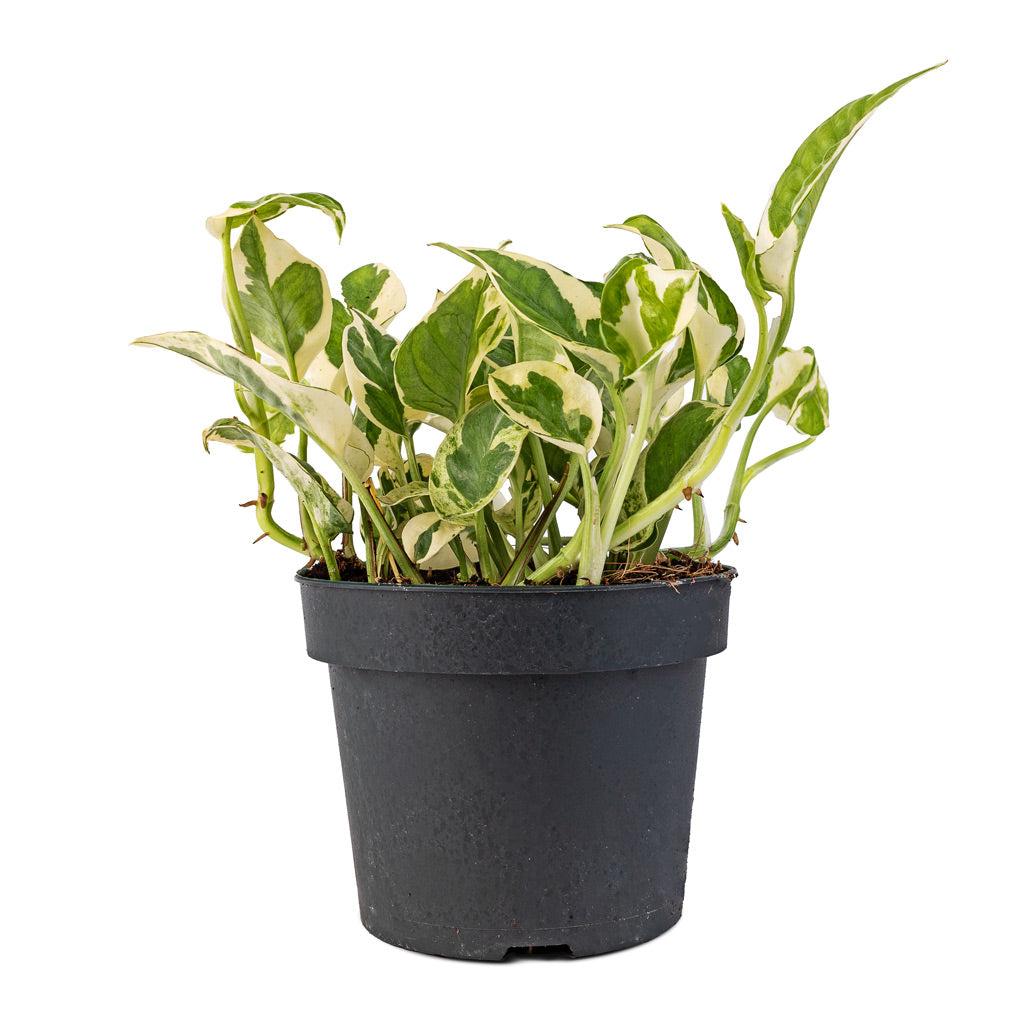 njoy pothos growth rate Epipremnum aureum - NJoy Pothos - Quality Trailing Plants | Hortology