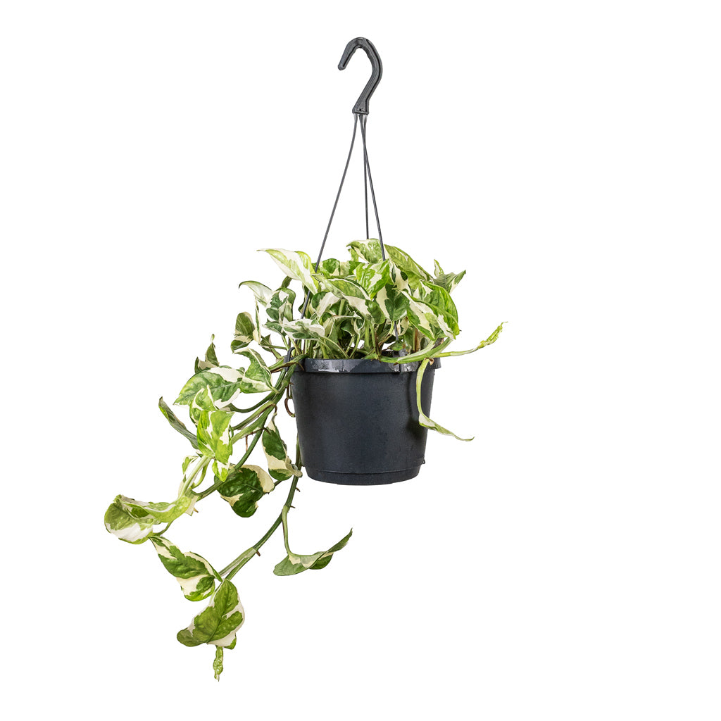 Epipremnum aureum NJoy Pothos - 17x35cm