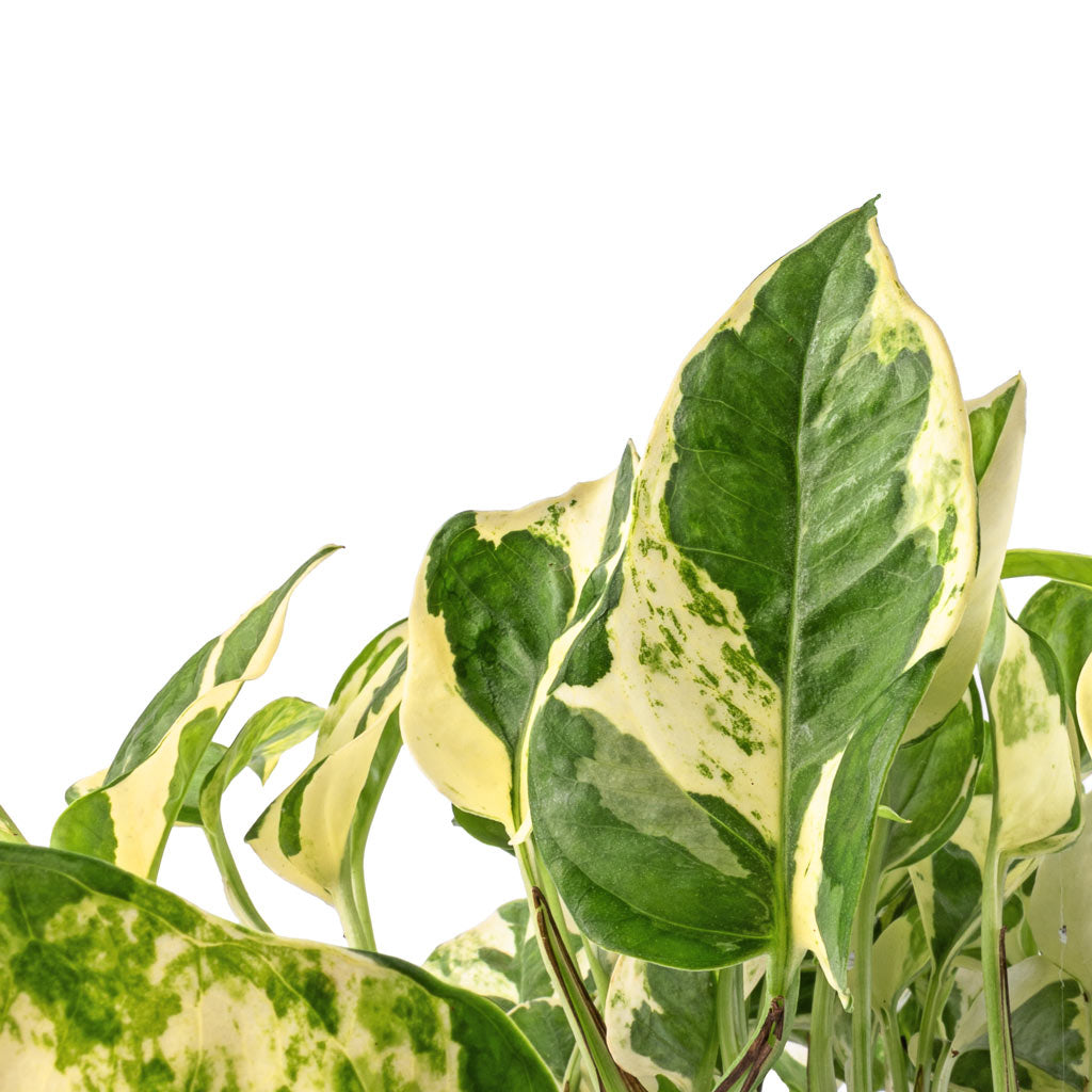 Epipremnum aureum - NJoy Pothos Leaves
