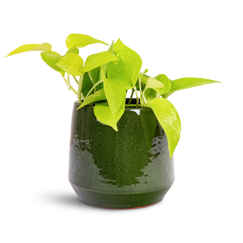 Epipremnum aureum Neon 12x20cm House Plant In Common Pot Shiny Emerald 17x15cm