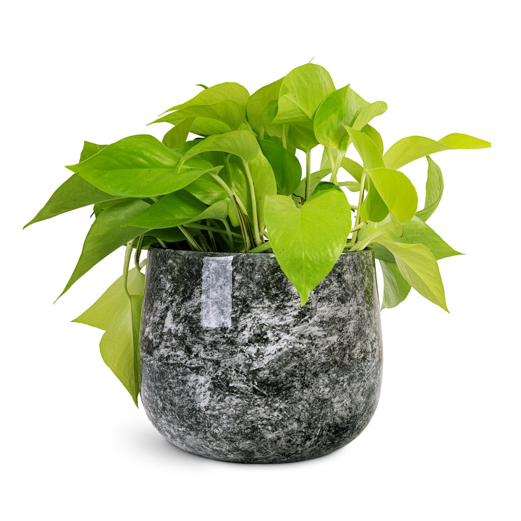 Epipremnum aureum Neon 15x30cm House Plant In Emmie Metal Pot Mystic Grey 19x17cm