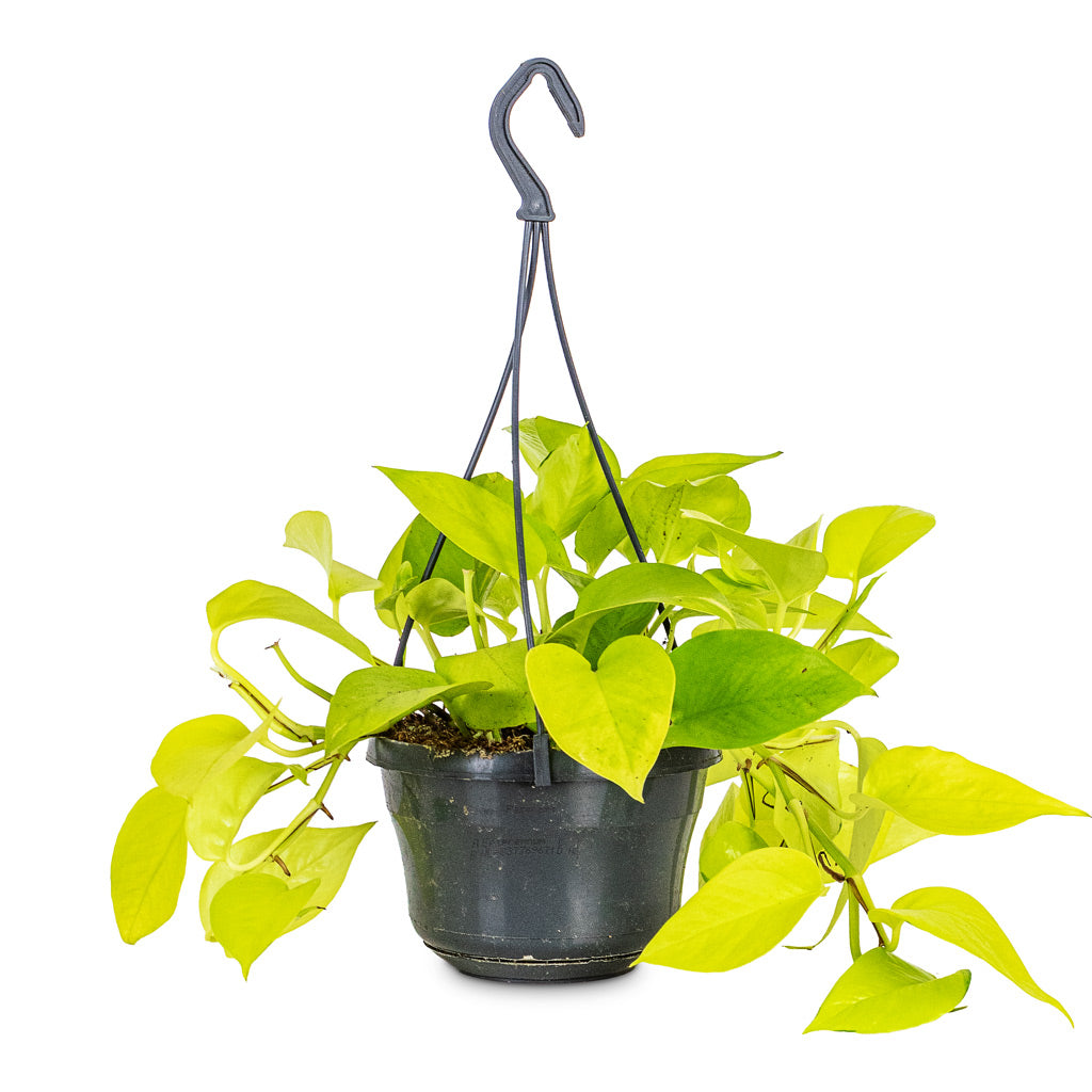 Epipremnum aureum Neon 15x40cm hanging
