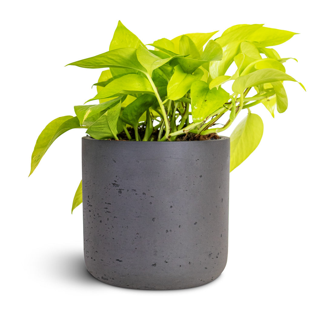 Epipremnum aureum Neon 15x40cm house plant in Charlie Pot Black Washed 18x18cm