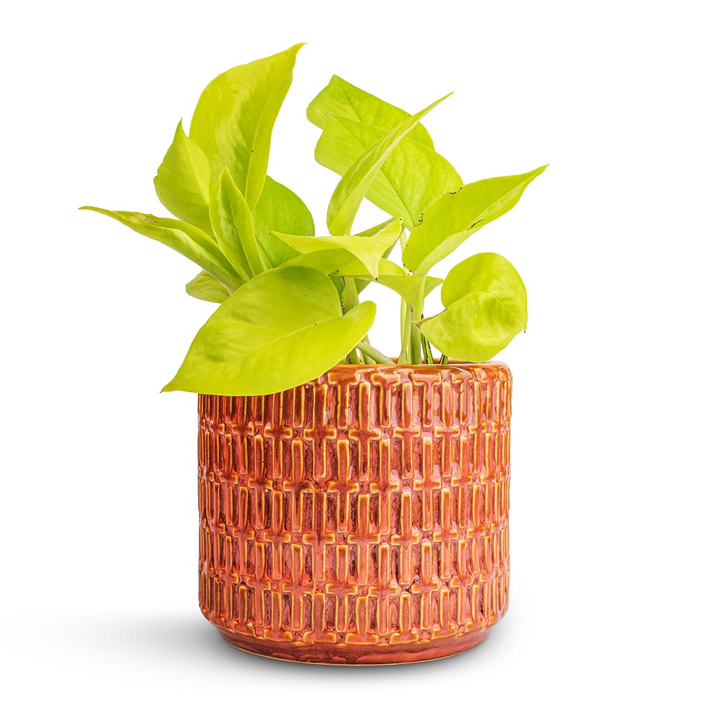 Epipremnum aureum Neon - Golden Neon Pothos & Flor Plant Pot - Orange