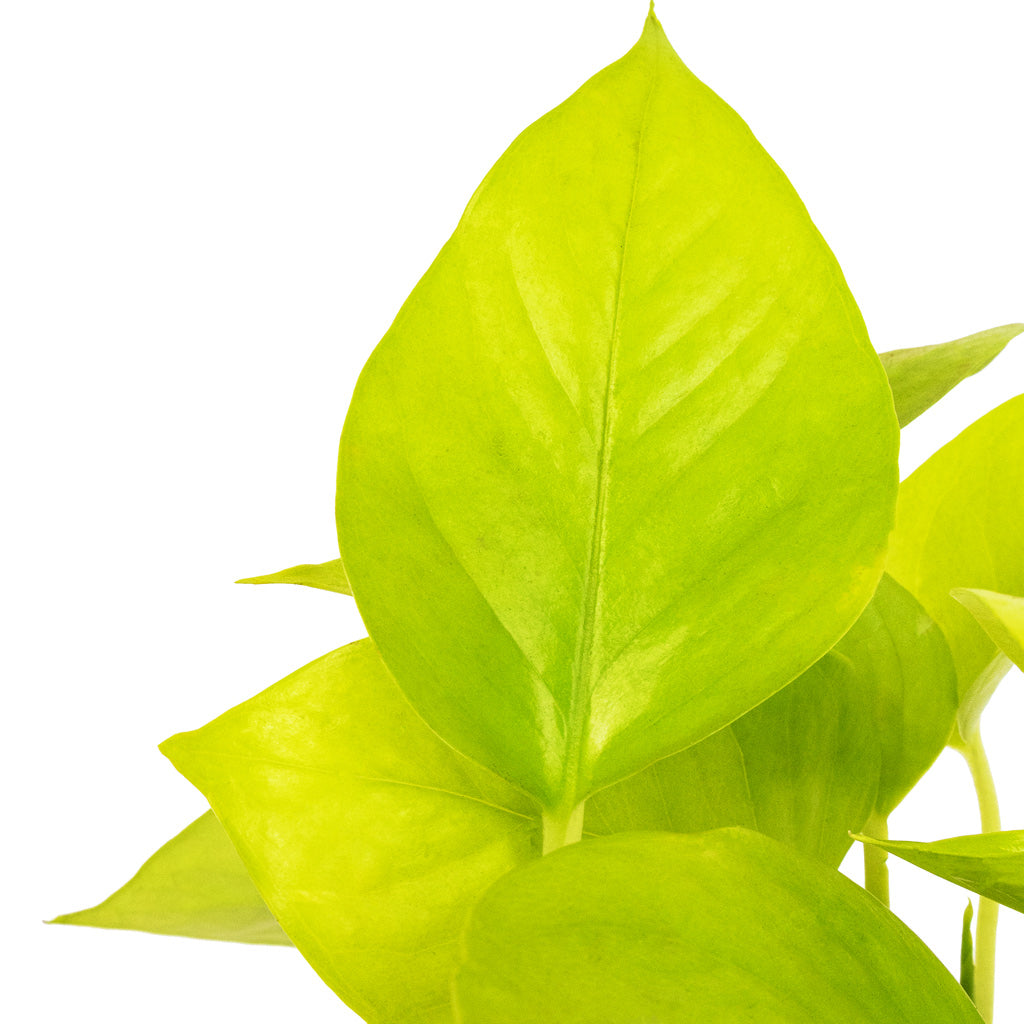 neon pothos name Epipremnum aureum Neon - Golden Pothos Hanging Plants | Hortology