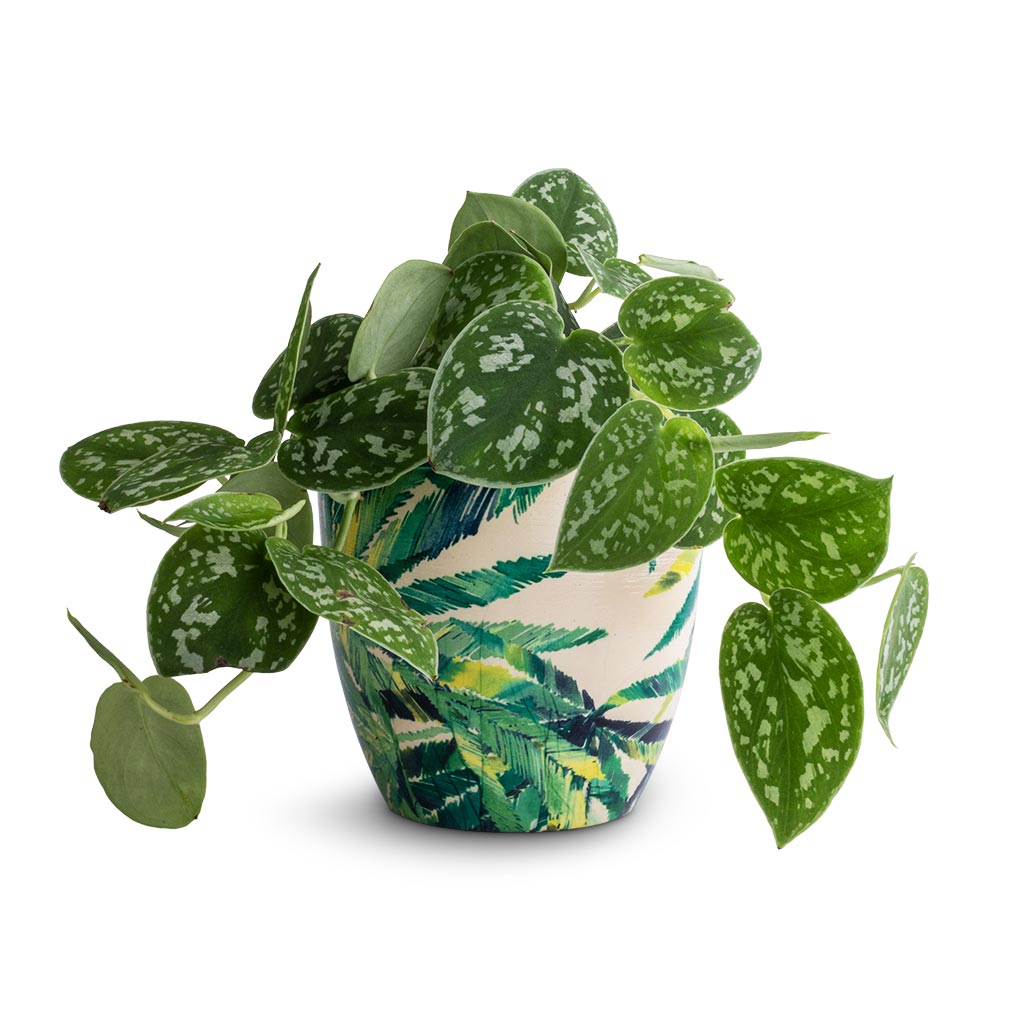 Epipremnum pictum Argyraeus - Satin Pothos & Monza Plant Pot - Botanical Fern