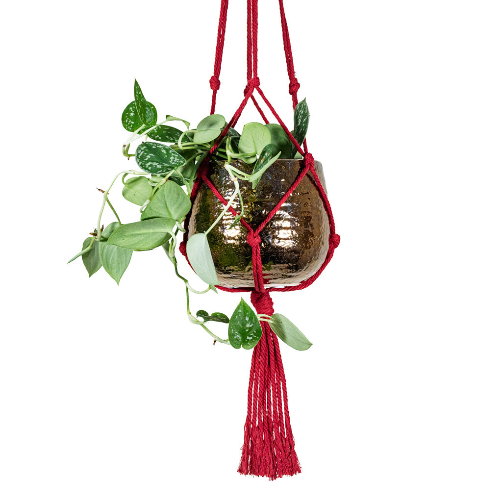 Epipremnum pictum Argyraeus Satin Pothos 12x20cm House Plant in Yvette Pot Gold 15x13cm hanging in a Knotted Macrame Hanging Rope Bordeaux 90cm