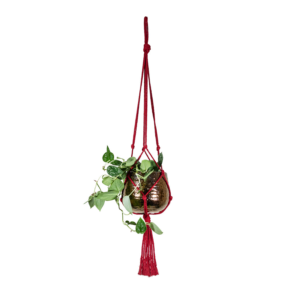 Epipremnum pictum Argyraeus Satin Pothos 12x20cm House Plant in Yvette Pot Gold 15x13cm hanging in a Knotted Macrame Hanging Rope Bordeaux 90cm