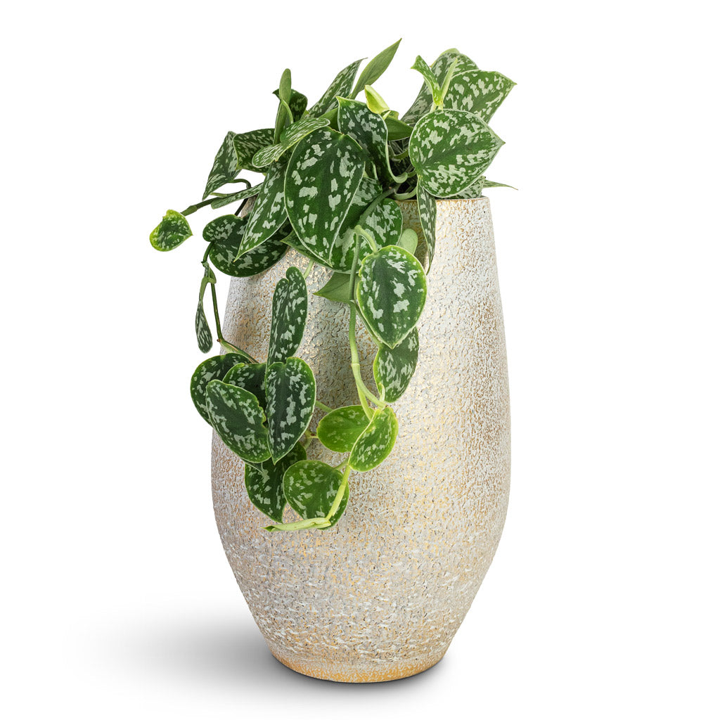 Epipremnum pictum Argyraeus - Satin Pothos & Noor Plant Vase - Metallic Grey