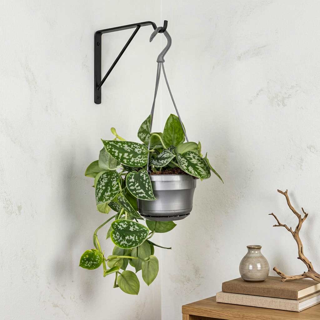 Epipremnum pictum Argyraeus - Satin Pothos - 14 x 30cm