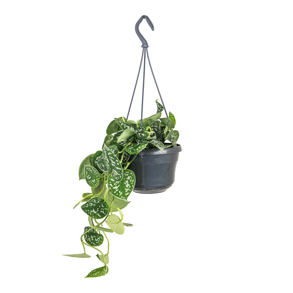 Epipremnum pictum Argyraeus - Satin Pothos - 15 x 40cm