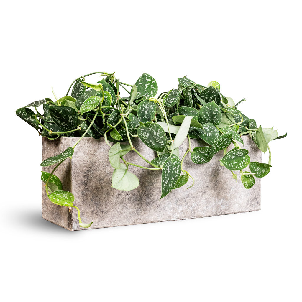 Epipremnum pictum Argyraeus Satin Pothos 15x40cm House Plant in Coast Trough Planter Mountain Grey 55x18x20cm