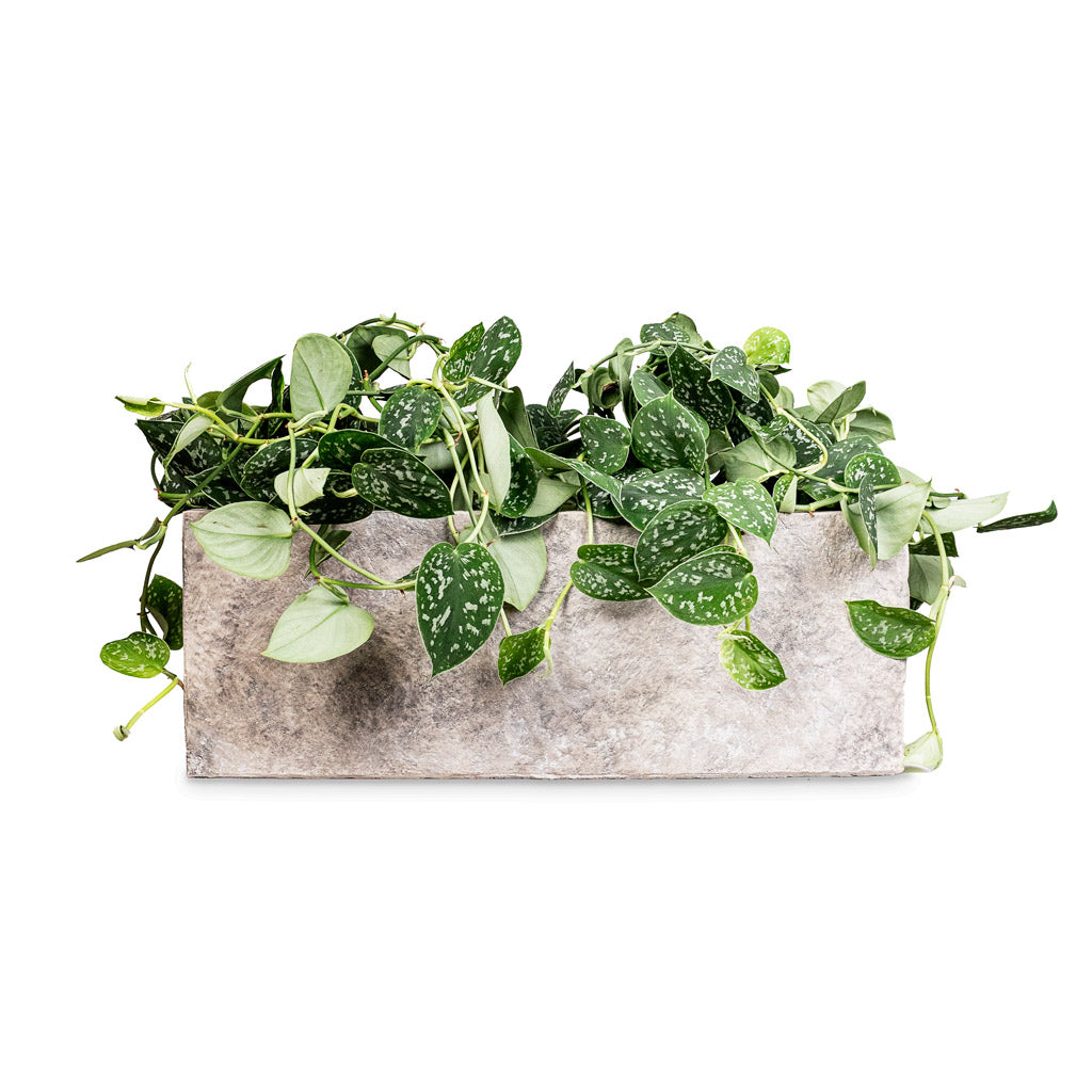 Epipremnum pictum Argyraeus Satin Pothos 15x40cm House Plant in Coast Trough Planter Mountain Grey 55x18x20cm