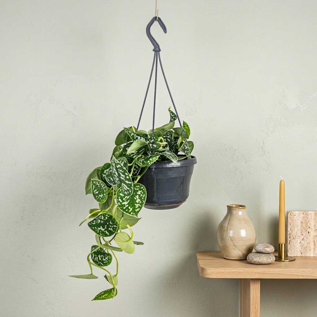 Epipremnum pictum Argyraeus - Satin Pothos - 15 x 40cm