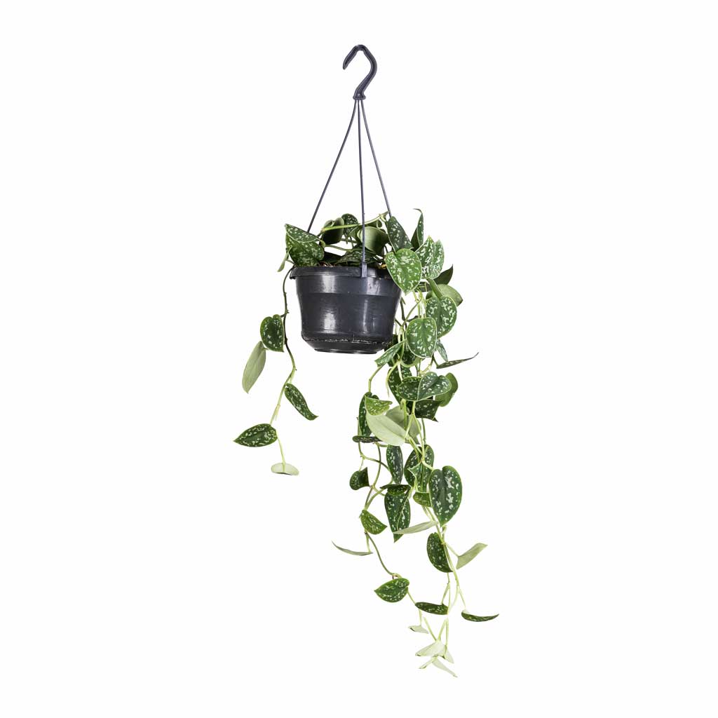 Epipremnum pictum Argyraeus - Satin Pothos - 15 x 40cm