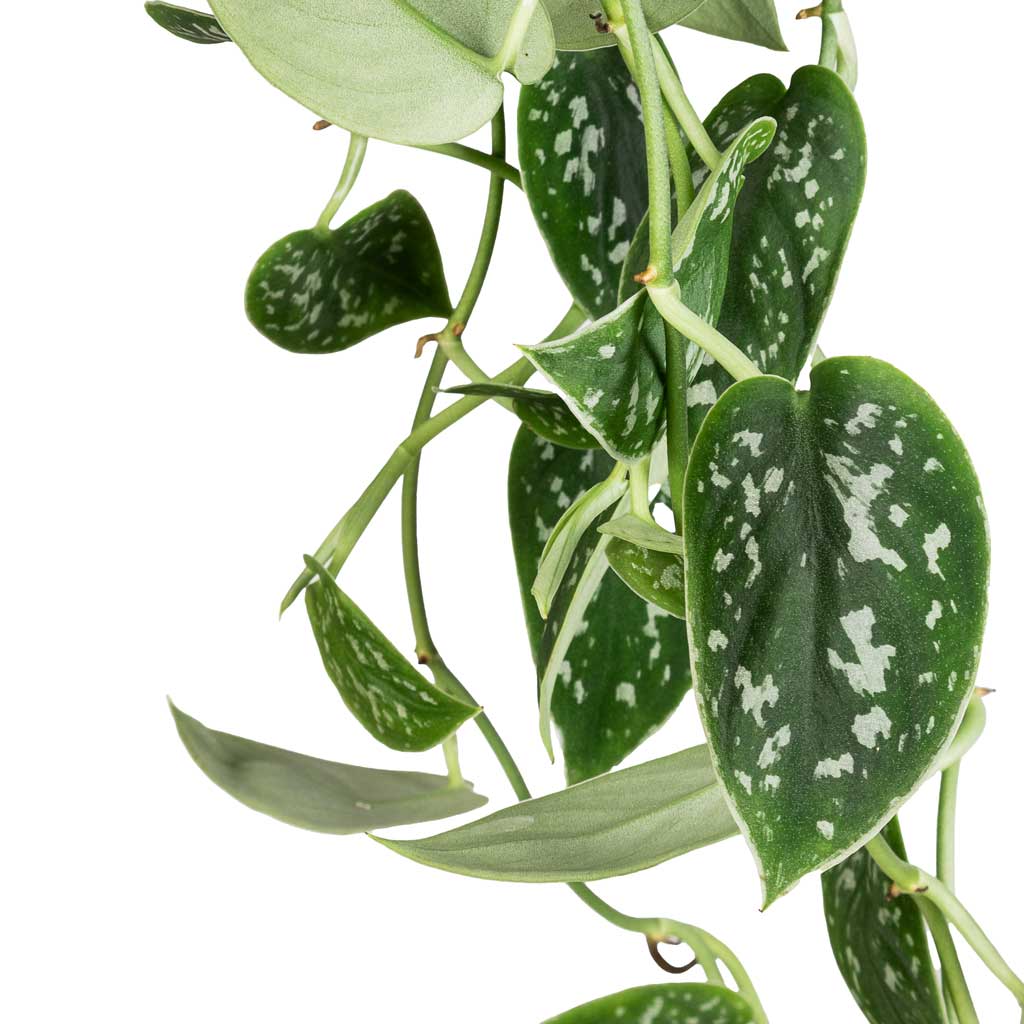 epipremnum pictus argyraeus satin pothos Epipremnum pictum Argyraeus - Satin Pothos Hanging Plants | Hortology